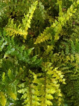 Fern plant Stock Photos