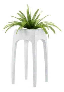 Fern plant in pot isolated on white background Stock Illustration