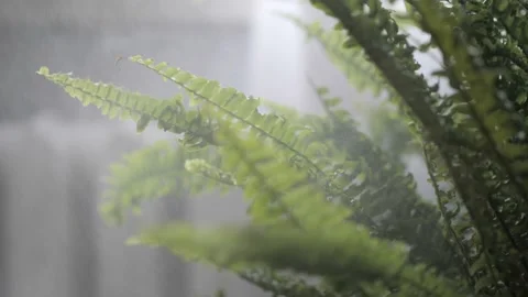 Fern plant is sprayed slow motion Home plants Stock Footage 232253891