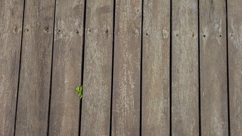 Fern plant sprouting between gaps in wood Foto stock