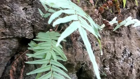 Fern Plant on Stone Wall Stockbeeldmateriaal 332474636