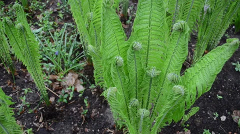 Fern plant twigs with buds in spring garden Stock Footage 37865481