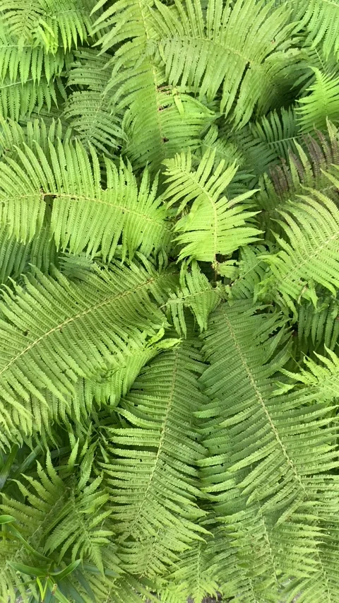 A fern plant in the wind. Vertical video Stock Footage 281514989