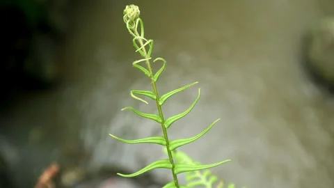 Fern Planting Stock-Footage 331574155