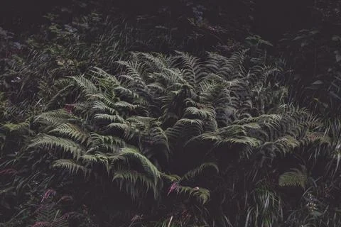 Fern plants in a dark environment Stock Photos