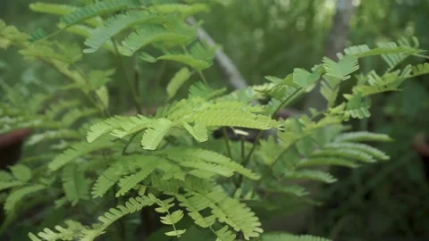 Fern plants Stock-Footage 235924095