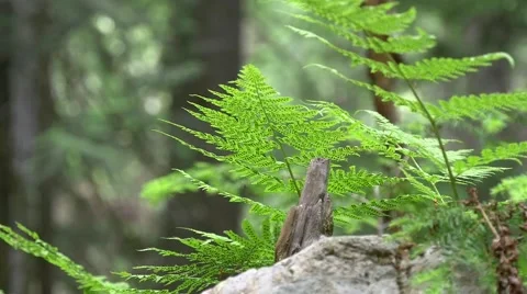 Fern plants in forest at Glacier National park Stock Footage 54805341