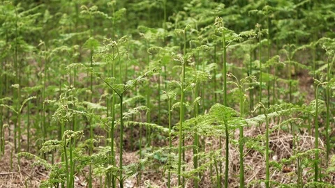 Fern plants in a german forest Stock Footage 112391250