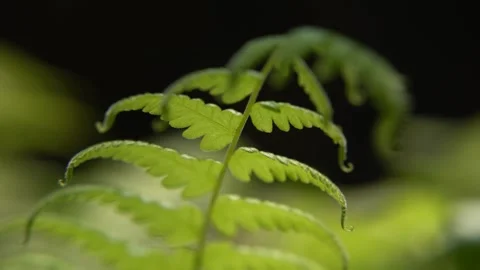 Fern plants have beneath or pollen under their leaves which subsequently Stock Footage 259952697