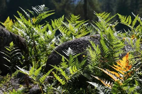 Fern plants Stock Photos