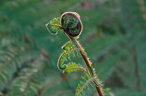 Fern plants Stock Photos