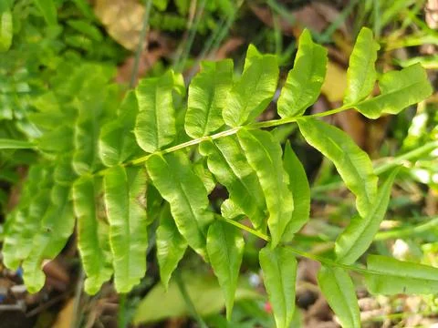 Fern plants that thrive in green are growing well in tropical climates 스톡 사진