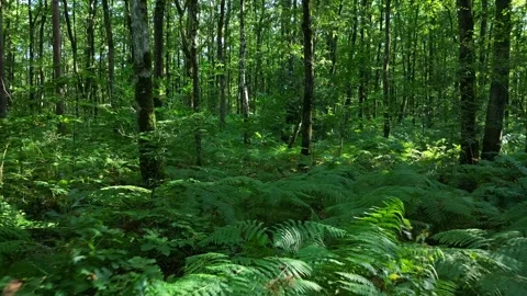 Fern plants in undergrowth. Vertigo effect. Dolly zoom Stock Footage 288023847