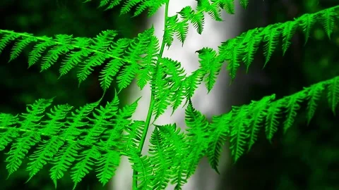 Fern Plants with Waterfall Background Stock Footage 264479719