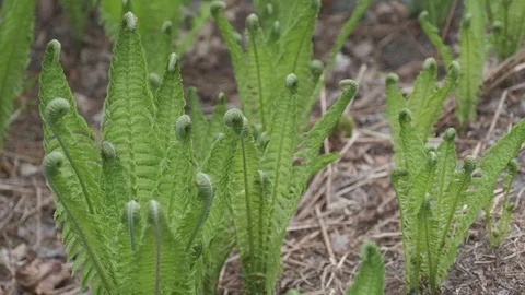 Fern plants with young leaves developing HD Stock Footage 129688184