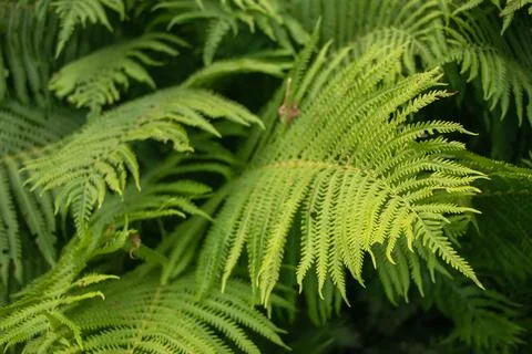 Fern Polypodiophyta with green leaves texture background, plants in a garden Stock Photos