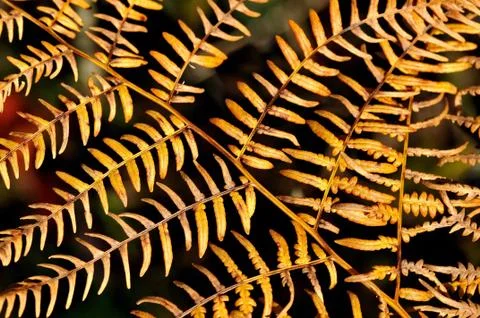 Fern, pteridium, texture Foto stock
