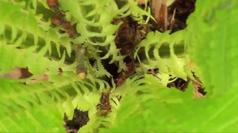 Fern Pteridophyta Stock Footage 5523563
