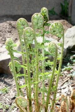 Fern (pteridophyta) Stock Photos
