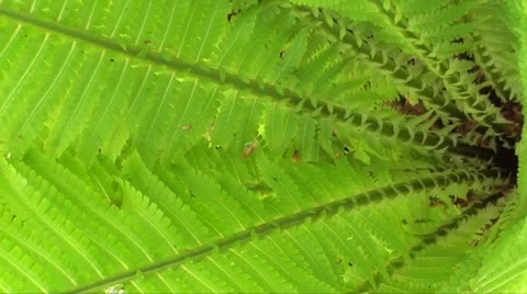 Fern pteridophyte Stock Footage 5527146