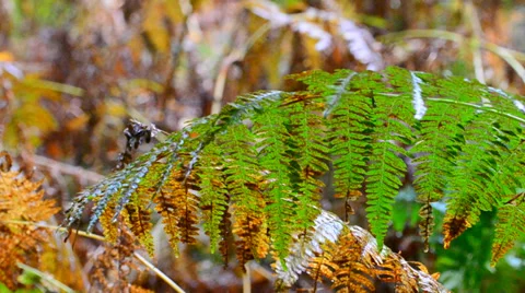 Fern in the rain Stock Footage 39556891