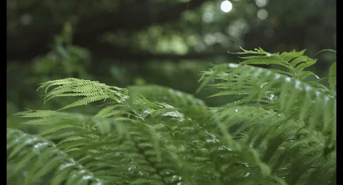 Fern in the rain Video stock 129309323