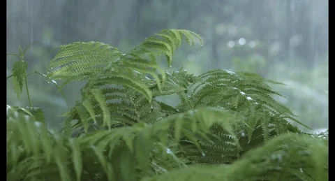 Fern in the rain Video stock 129309374