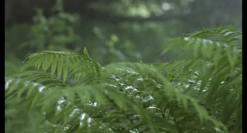 Fern in the rain Video stock 129309380