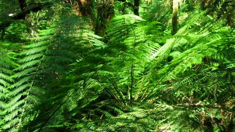 Fern in rain forest Stock Photos