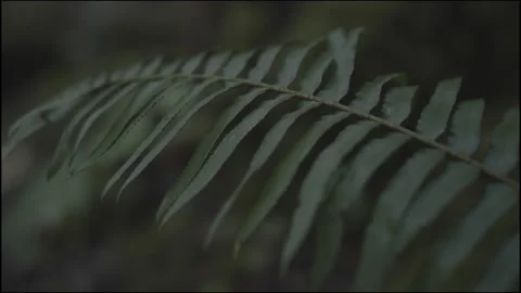 FERN IN RAINFOREST Stock Footage 164477345