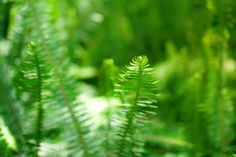 Fern in the rainforest Stock Photos