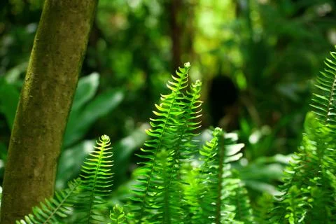 Fern in the rainforest Foto stock