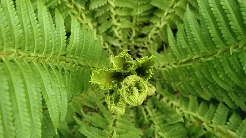 Fern relict shrub Stock Footage 92840445