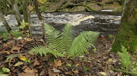 Fern at a riverbank Stock Footage 10587351