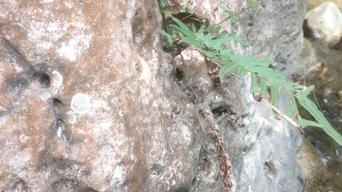 Fern on Rock Face Видео 334798516
