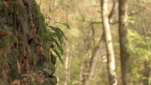 Fern on a Rock in the Forest Stock Footage 98033411