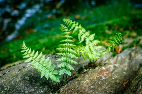 Fern on rock Stock Photos