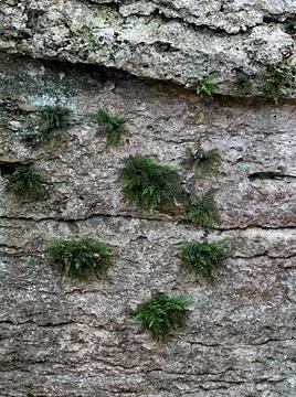Fern Rock Foto stock