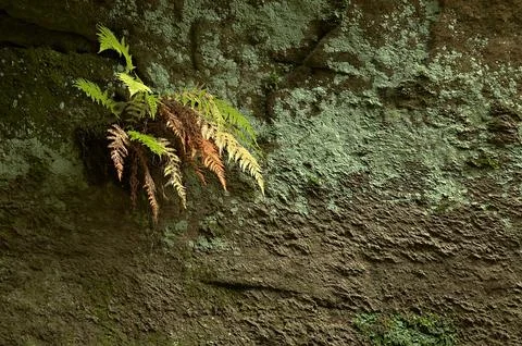 Fern on a rock Stock Photos