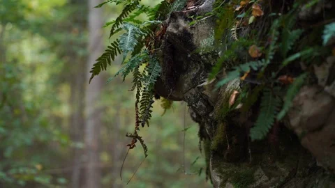 Fern on a rock in spruce forest Stock Footage 117135492