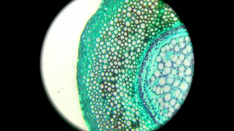 Fern Root 800x 1000x Stock Footage 39806488