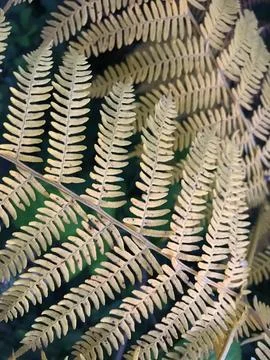 Fern seed or Pterophyta Stock Photos