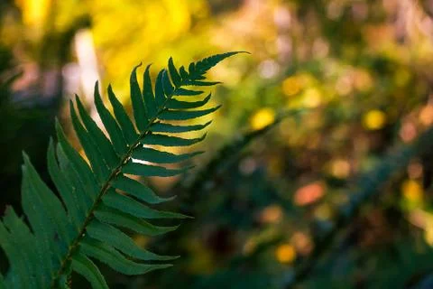 Fern in the shade Stock Photos