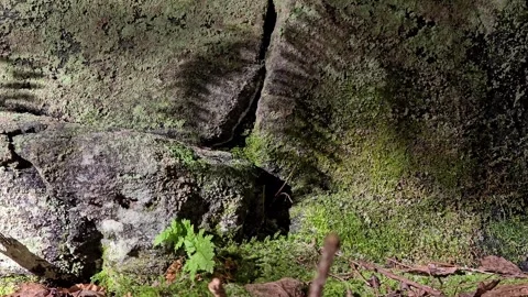 Fern shadow moving across an old cracked stone wall Stock Footage 344472095