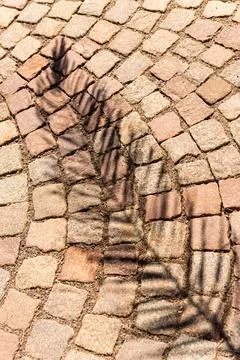 Fern Shadows on Cobblestone Stock-Fotos