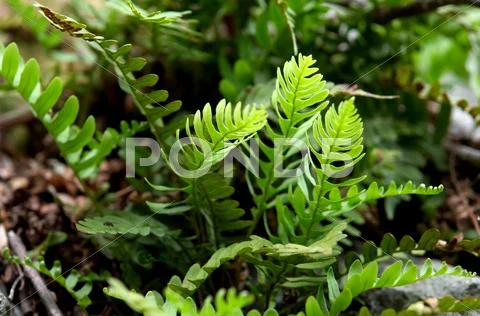 Fern in Shenandoah National park Stock Photos