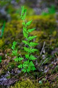 Fern shoots Foto stock