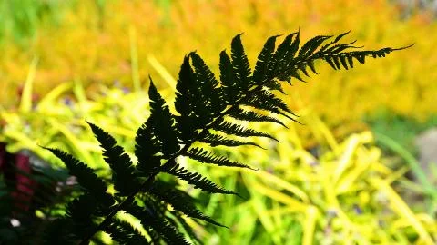 Fern in silhouette Stock Photos