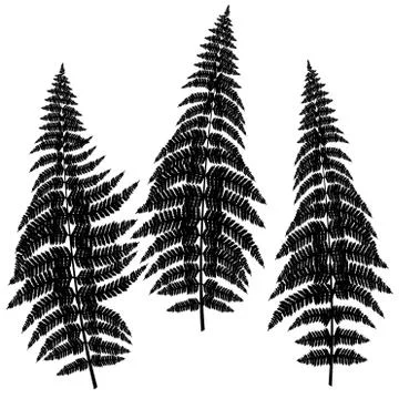 Fern silhouettes on white background Stock Illustration
