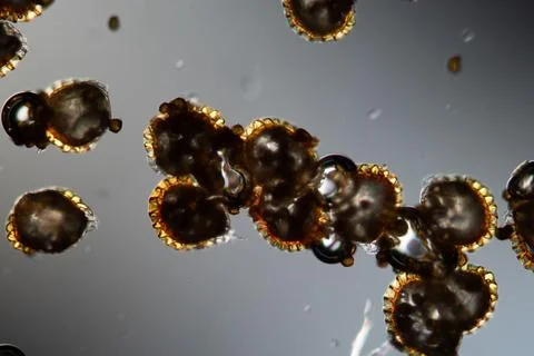 Fern spores close up Stock-Fotos